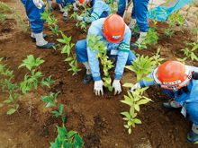 新入社員による植樹