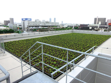 都市型製鉄所における工場緑化